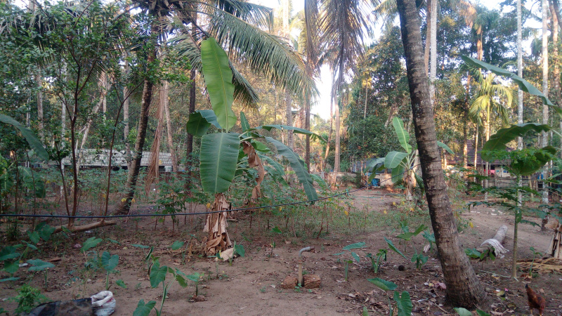 Agricultural Land 25 Cent for Sale in Kanimangalam, Thrissur