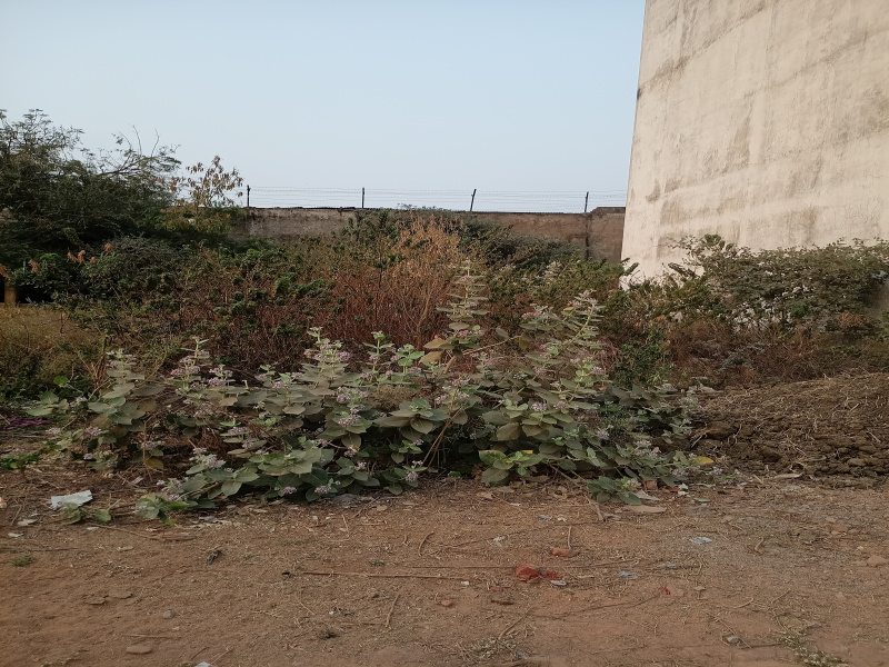  Residential Plot 775 Sq.ft. for Sale in Kamal Vihar, Raipur