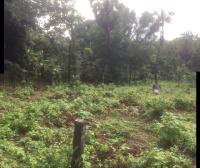  Residential Plot for Sale in Kotta Maithanam, Palakkad