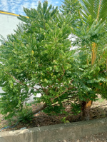  Agricultural Land for Sale in Gst Road, Chennai