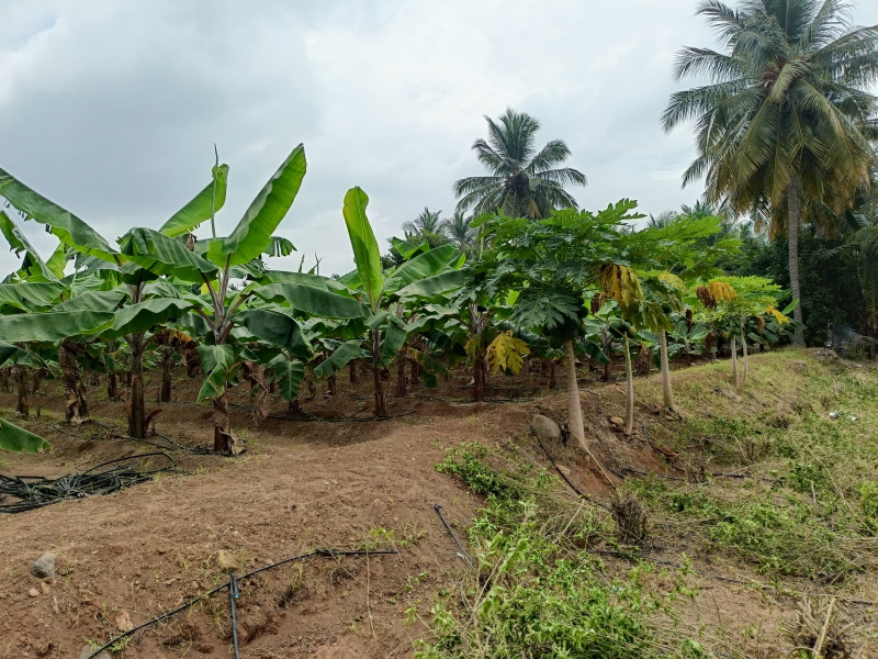  Agricultural Land 1 Acre for Sale in Sathyamangalam, Erode