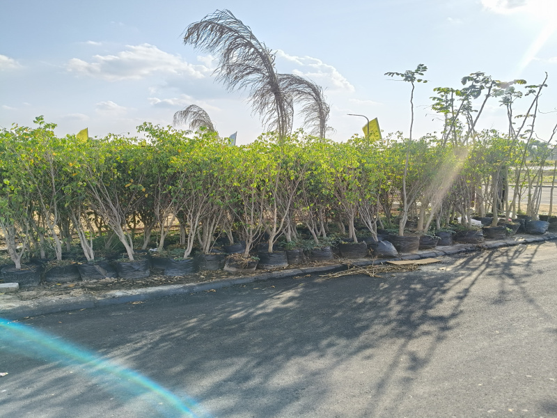  153 Sq. Yards Residential Plot for Sale in Ajmer Road, Ajmer Road, Jaipur