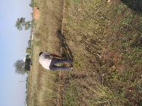  Residential Plot for Sale in Dhampur, Bijnor