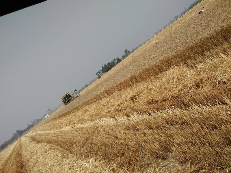  Agricultural Land 24 Acre for Sale in Gola Gokarannath, Lakhimpur Kheri