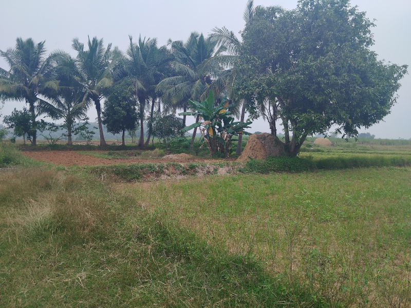  Agricultural Land 5 Acre for Sale in Vandavasi, Chennai