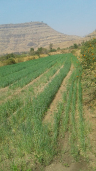  Agricultural Land for Sale in Wai, Satara