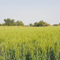  Agricultural Land for Sale in Chittegaon, Aurangabad
