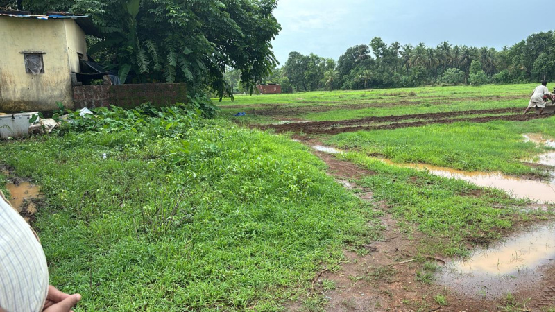  Agricultural Land 50 Guntha for Sale in Malwan, Sindhudurg