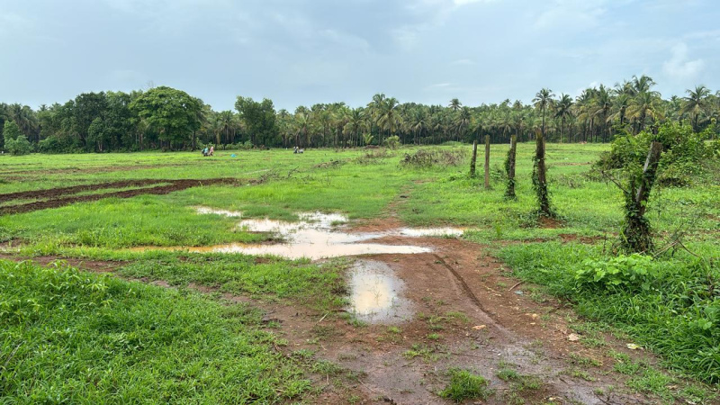  Agricultural Land 50 Guntha for Sale in Malwan, Sindhudurg