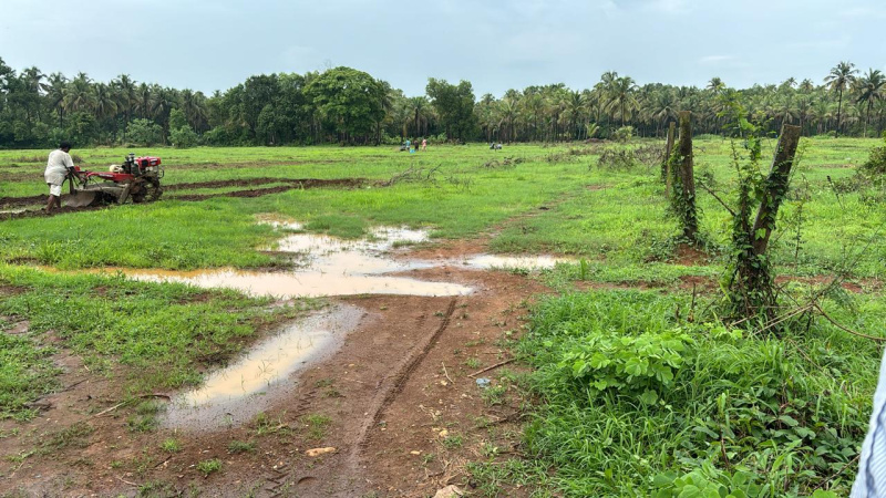  Agricultural Land 50 Guntha for Sale in Malwan, Sindhudurg