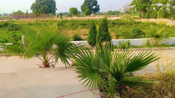  1250 Sq.ft. Residential Plot for Sale in Rahmatnagar, Gosainganj, Lucknow