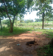  Commercial Land for Sale in Suchindram, Kanyakumari