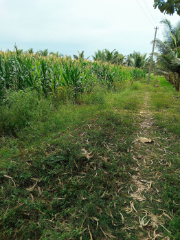 Agricultural Land for Sale in Hunsur, Mysore
