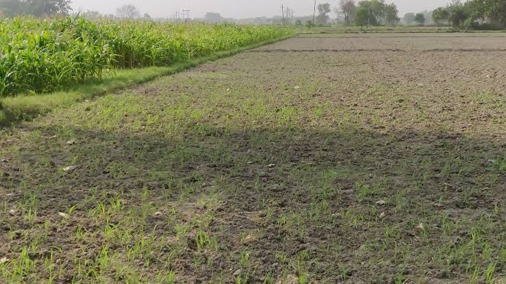 Agricultural Land 3 Bigha for Sale in Baqarganj, Bareilly