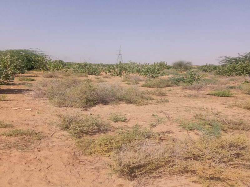  Agricultural Land 27 Bigha for Sale in Phalodi, Jodhpur