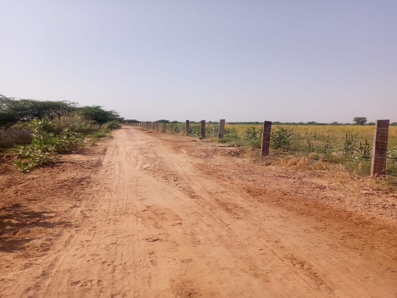  Agricultural Land 27 Bigha for Sale in Phalodi, Jodhpur