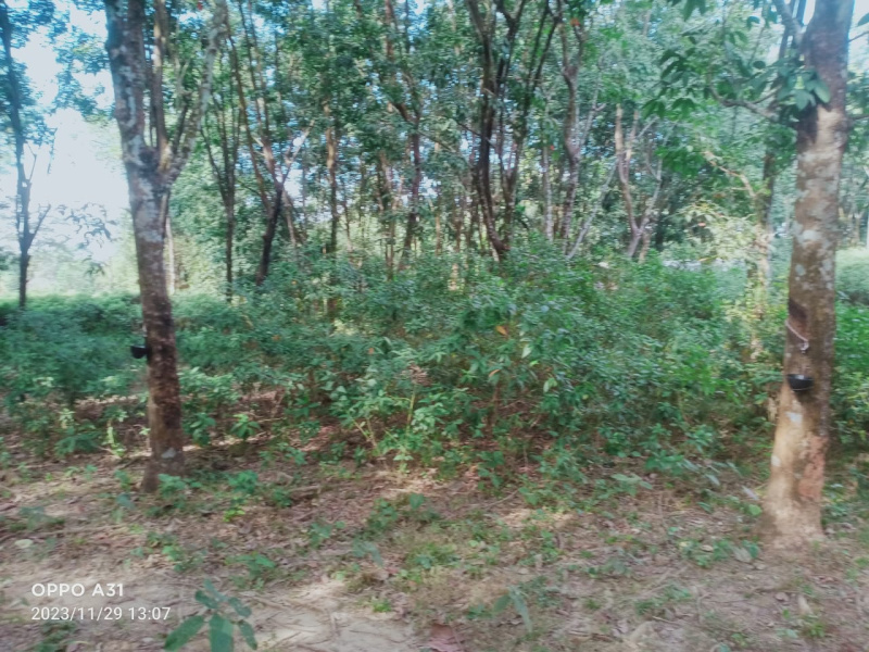  Residential Plot 1 Bigha for Sale in Abhayapuri, Bongaigaon