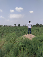  Agricultural Land for Sale in Nadol, Pali