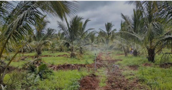  Agricultural Land for Sale in Hunsur, Mysore