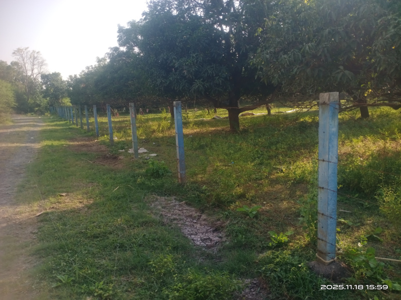  45000 Sq.ft. Residential Plot for Sale in Padra, Vadodara