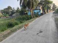  Residential Plot for Sale in Kabardanga, Kolkata