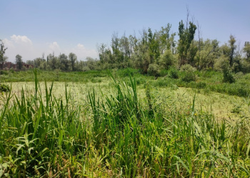  Commercial Land for Sale in Peerbagh, Srinagar