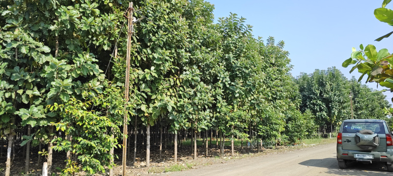 2 BHK 11001 Sq.ft. Farm House for Sale in Butibori, Nagpur