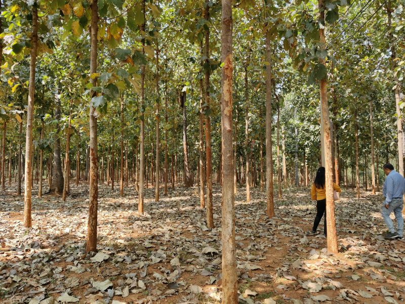 2 BHK 11001 Sq.ft. Farm House for Sale in Butibori, Nagpur