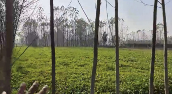  Residential Plot for Sale in Biharigarh, Saharanpur