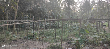  Agricultural Land for Sale in Dhupguri, Jalpaiguri