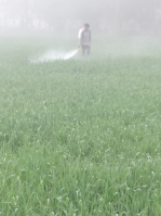  Agricultural Land for Sale in Barara, Ambala