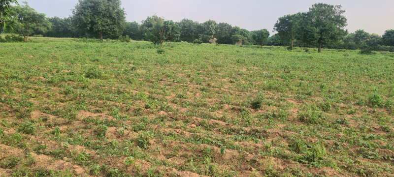  Agricultural Land 10 Acre for Sale in Yacharam Mandal, Hyderabad