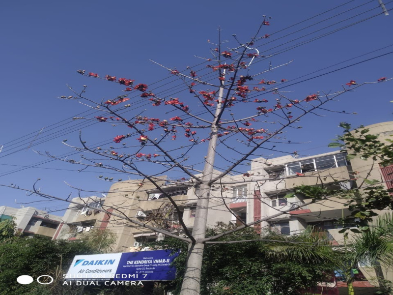 2 BHK Apartment 1100 Sq.ft. for Rent in Sector 25 Panchkula