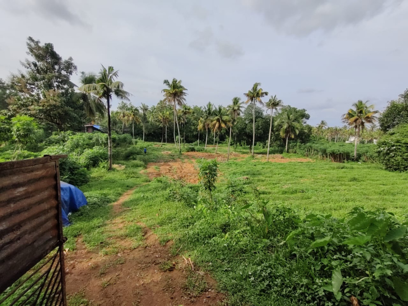 Agricultural Land 2 Acre for Sale in Chalakudy, Thrissur