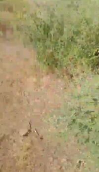  Agricultural Land for Sale in Gogawan, Khargone
