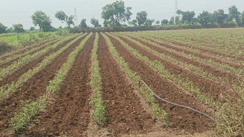  Agricultural Land for Sale in Bhikangaon, Khargone