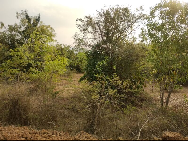  Agricultural Land 5 Acre for Sale in Khandapada, Nayagarh