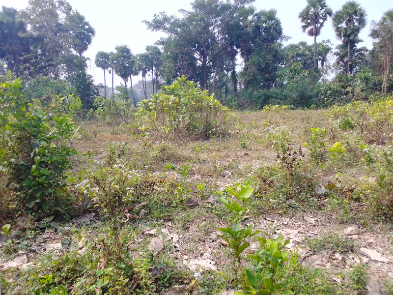 Agricultural Land 82 Cent for Sale in Devarapalli, Visakhapatnam