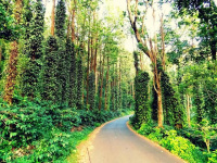  Commercial Land for Sale in Yercaud, Salem