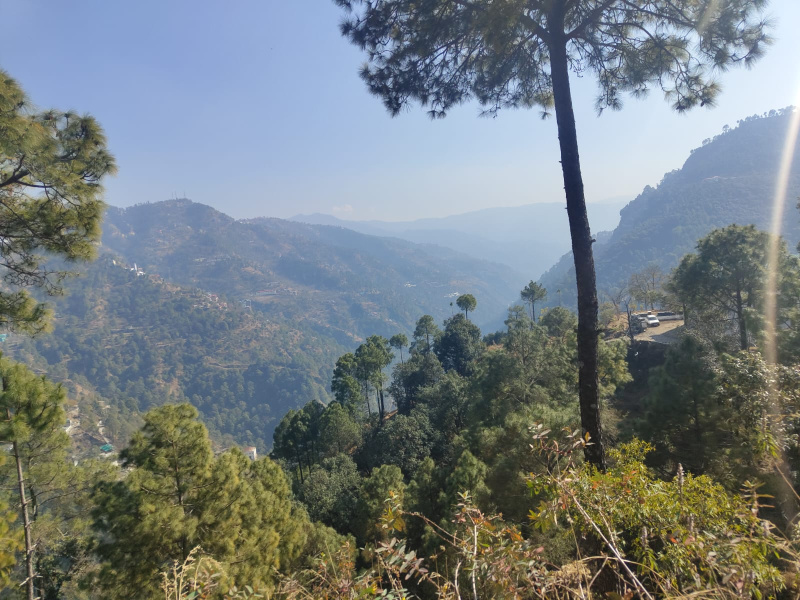  Agricultural Land 66 Biswa for Sale in Dharampur, Solan