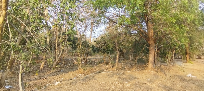  Agricultural Land 2 Acre for Sale in Venkatapur, Mulugu