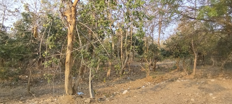  Agricultural Land 2 Acre for Sale in Venkatapur, Mulugu