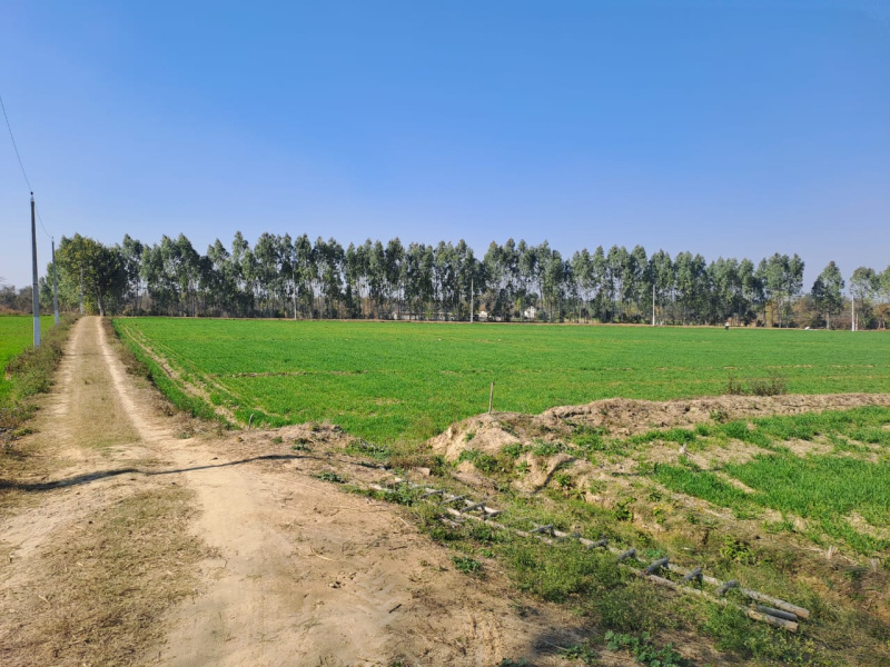  Agricultural Land 73 Acre for Sale in Ratia, Fatehabad