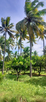  Agricultural Land for Sale in Tenkasi, Tirunelveli