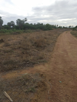  Agricultural Land for Sale in Tenkasi, Tirunelveli