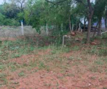  Agricultural Land for Sale in Naranammalpuram, Tirunelveli