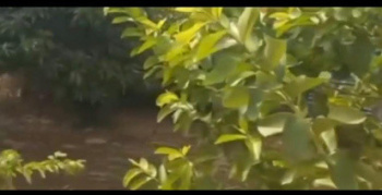  Agricultural Land for Sale in Vandavasi, Tiruvannamalai