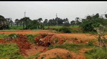  Agricultural Land for Sale in Panagudi, Tirunelveli