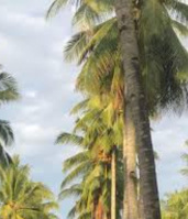  Agricultural Land for Sale in Kadayanallur, Tirunelveli