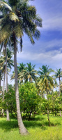  Agricultural Land for Sale in Thondamuthur, Coimbatore